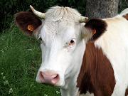 Tte de vache des Cornouailles